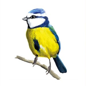 Mésange bleue peinture reproduite sur affiche