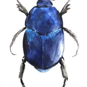 Scarabée bleu - Hoplia coerulea - Le porte bonheur bleu